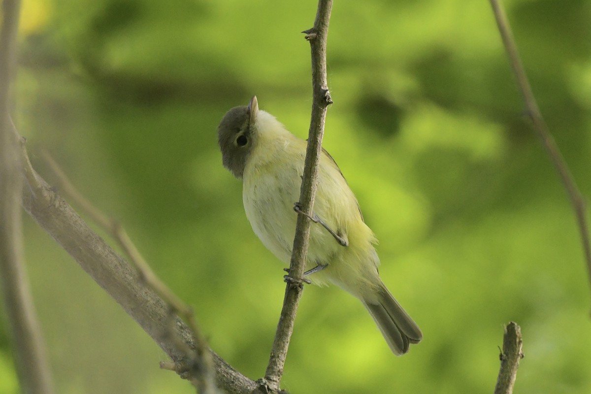 Bell's Vireo - ML619618037