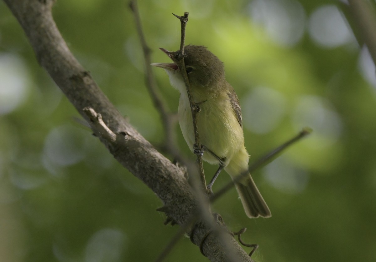 Bell's Vireo - ML619618038