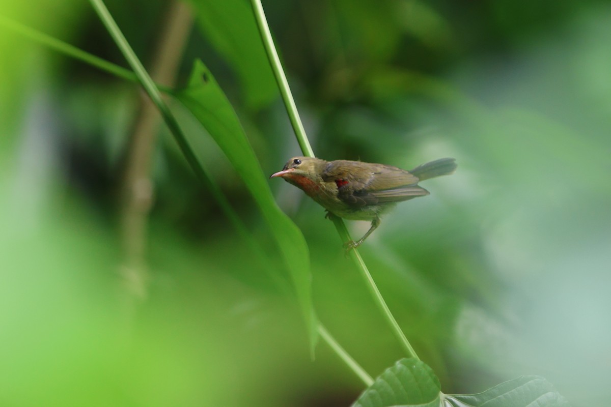 Crimson Sunbird - Fadzrun A.