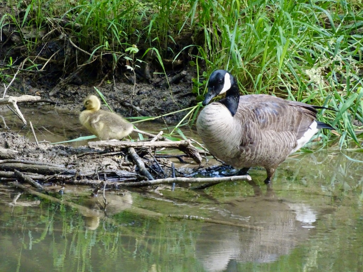 Canada Goose - Dan Keener