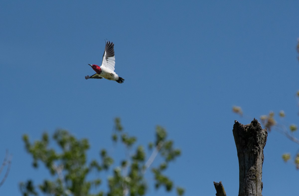 Red-headed Woodpecker - Mike Good