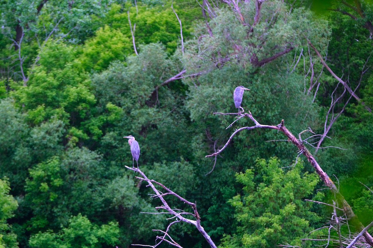 Great Blue Heron - Andrew Dressel