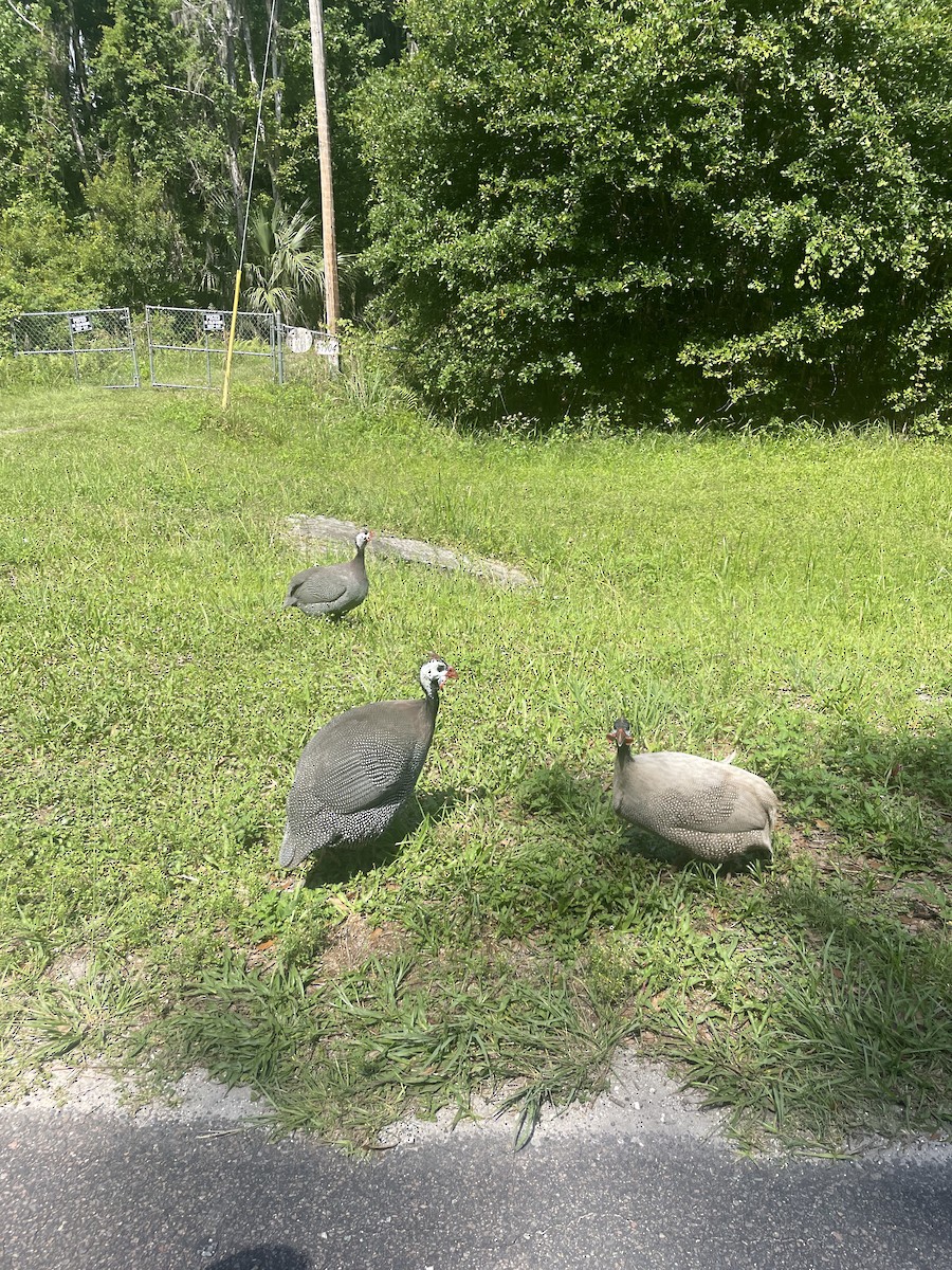 Helmeted Guineafowl - ML619618061