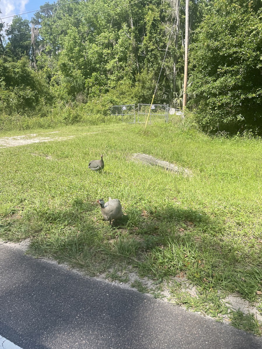 Helmeted Guineafowl - Andres Leon-Reyes