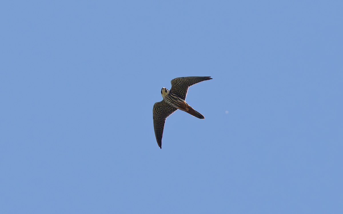 Eurasian Hobby - Peter Kennerley