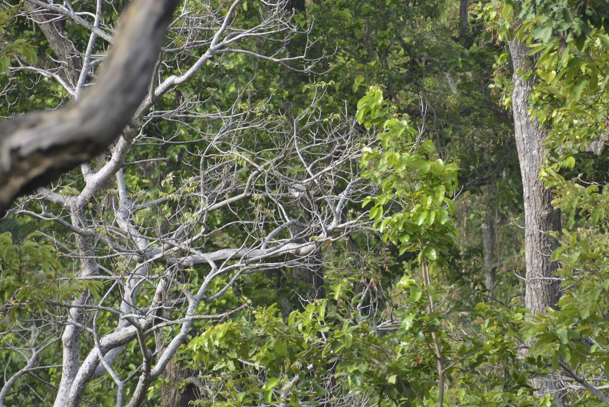 Indian Gray Hornbill - Karthik Solanki