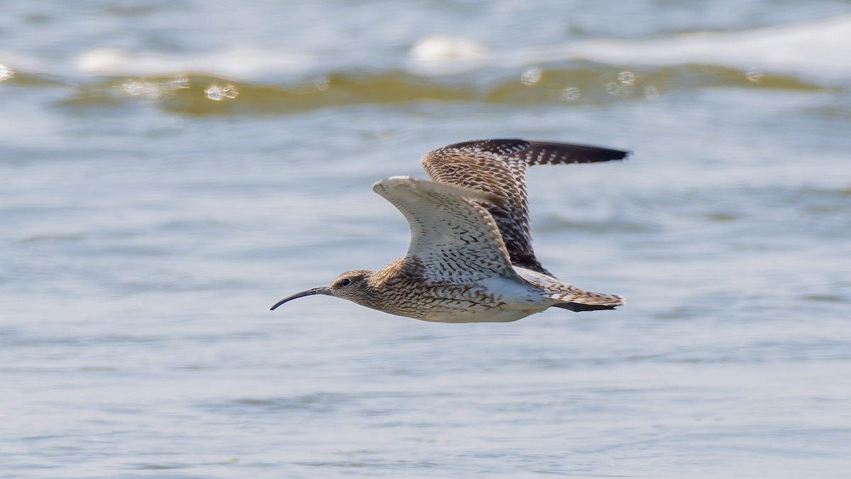 Regenbrachvogel (phaeopus) - ML619618078