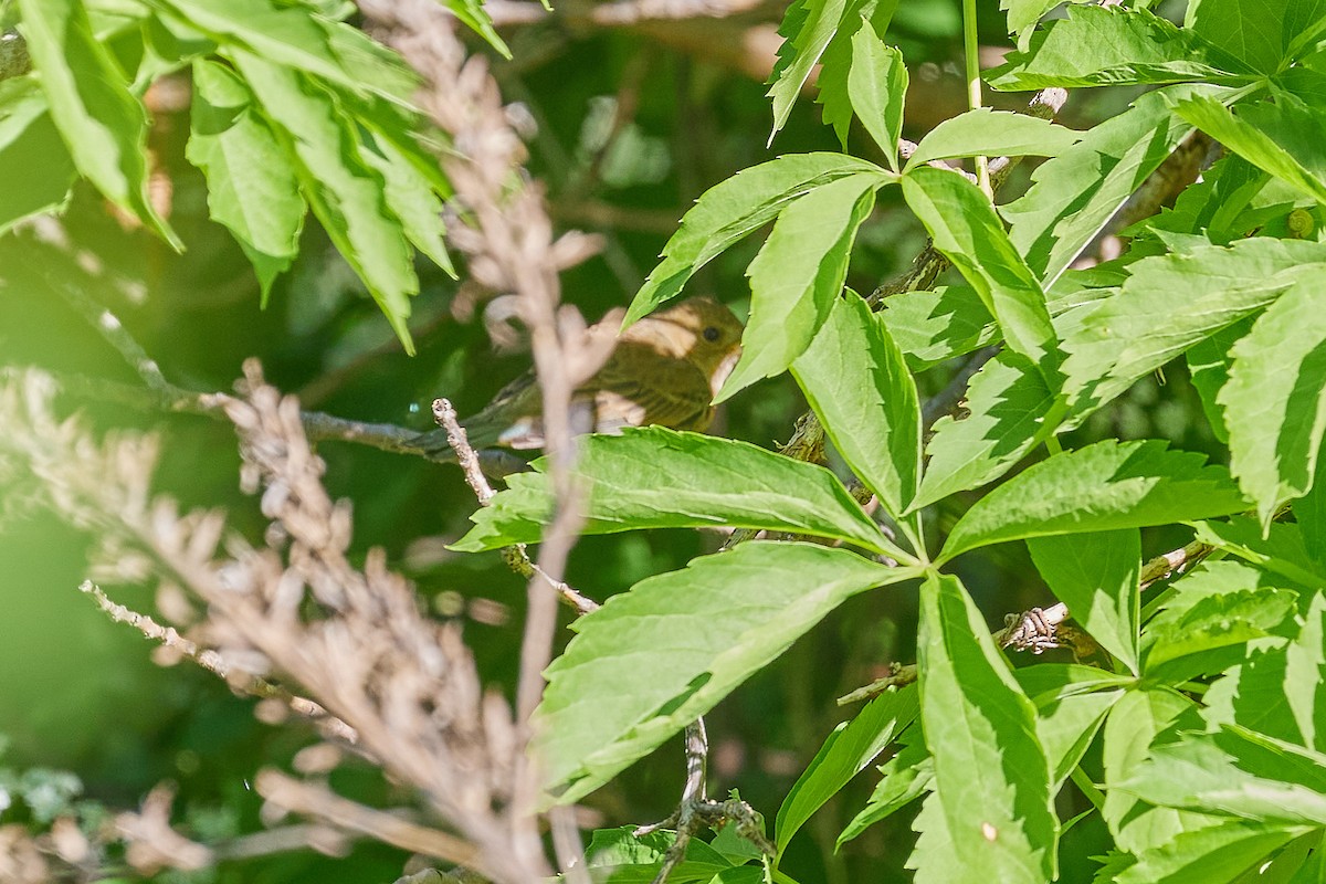 Indigo Bunting - ML619618087