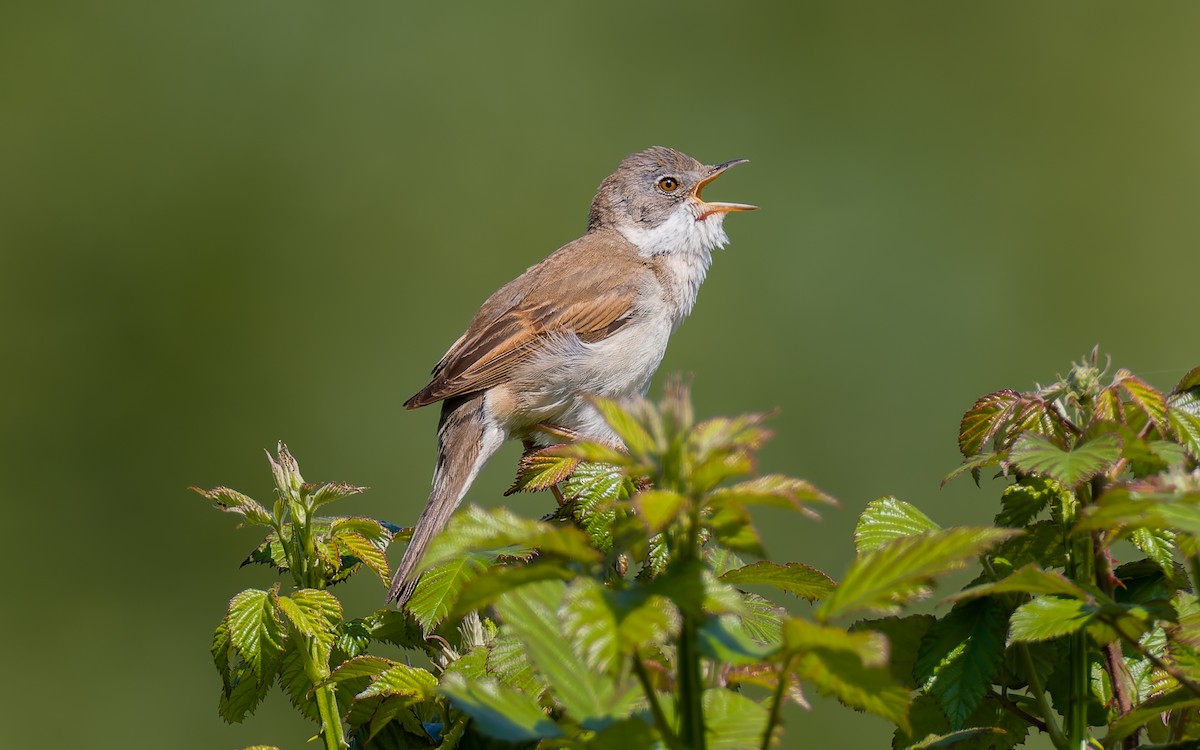 Greater Whitethroat - Peter Kennerley