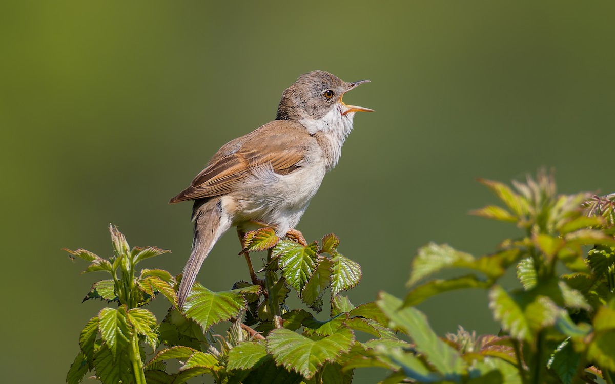 Greater Whitethroat - Peter Kennerley