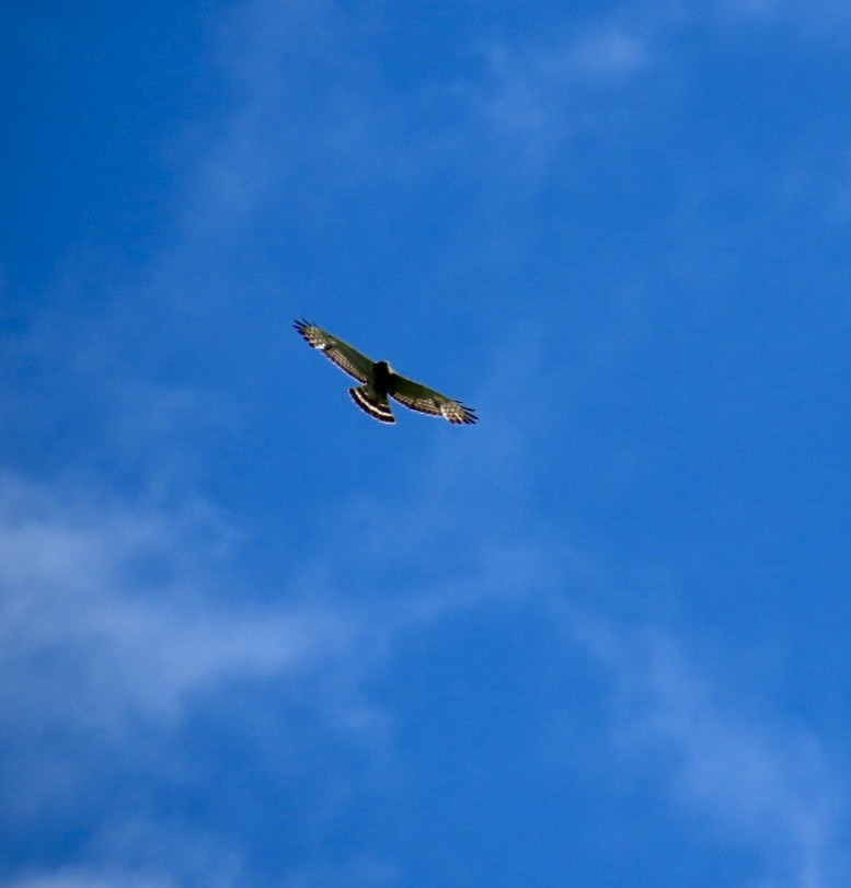 Broad-winged Hawk - Lisa Lukawicz