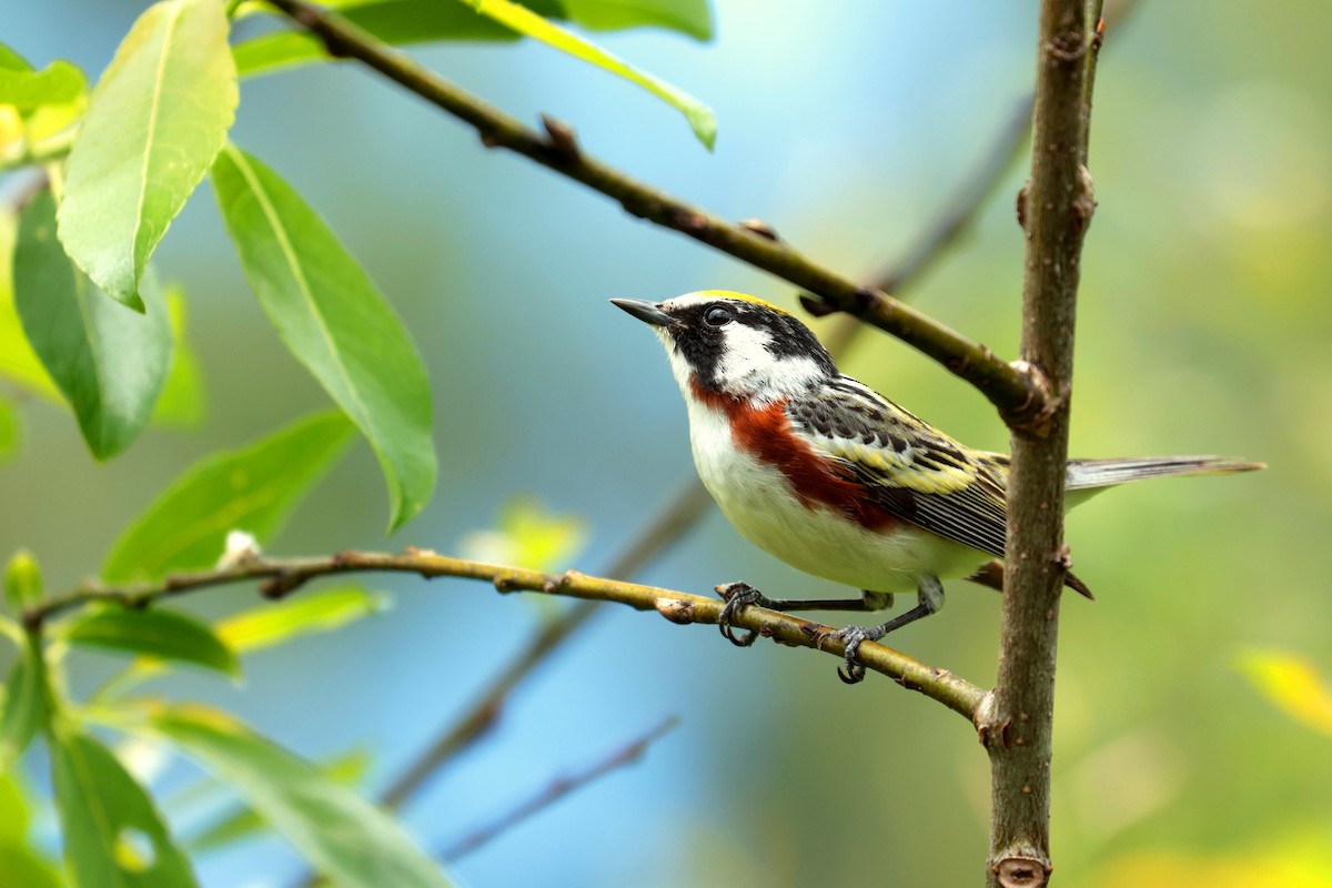 Chestnut-sided Warbler - Maurice Raymond