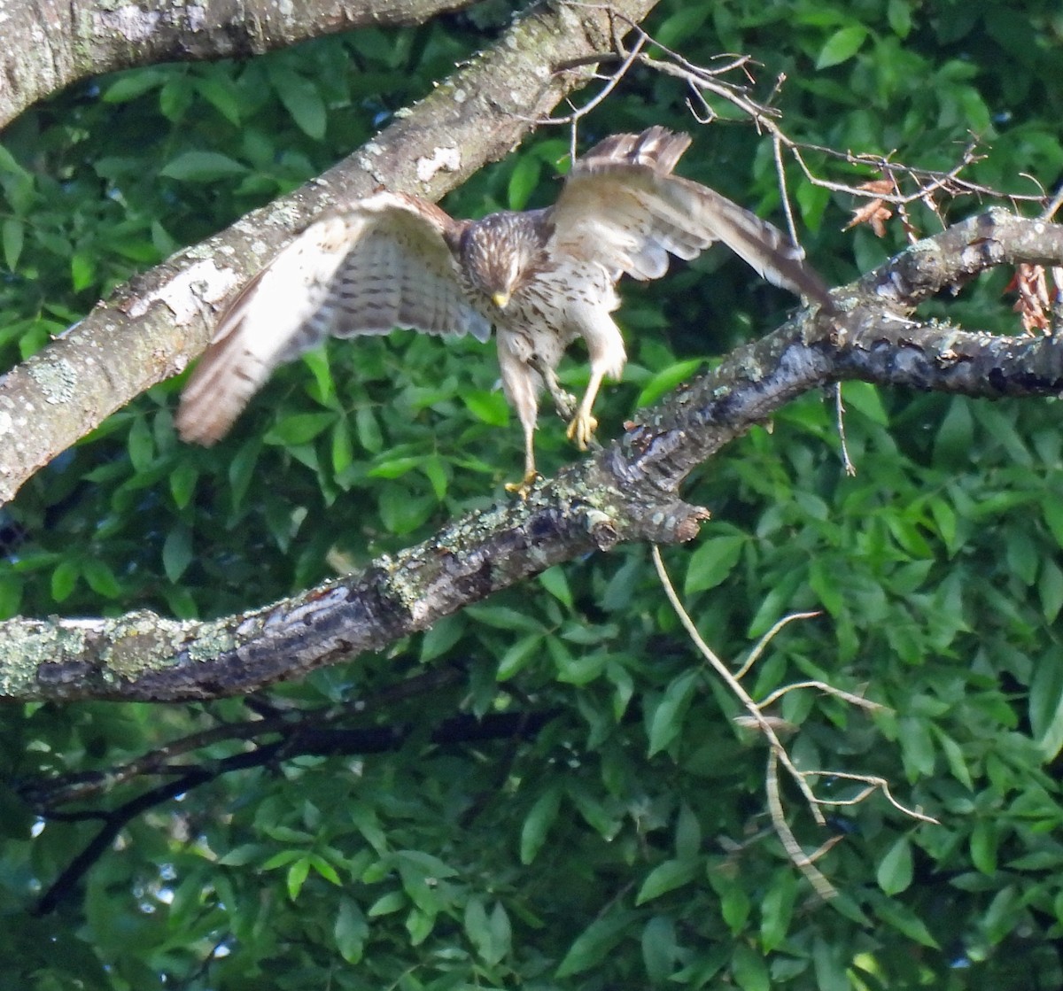 Red-shouldered Hawk - Nicole H