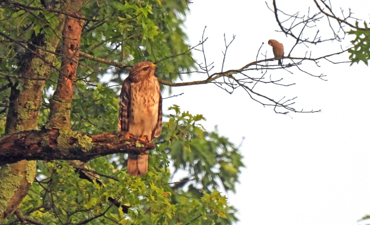 Red-shouldered Hawk - ML619618105