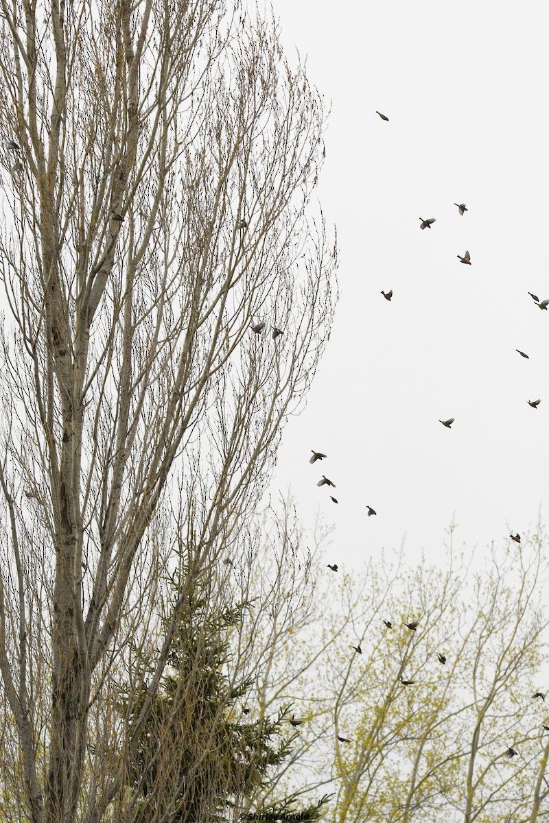 White-winged Crossbill - ML619618111