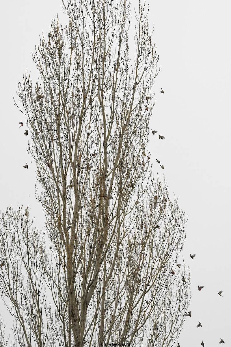 White-winged Crossbill - Shirl Arnold