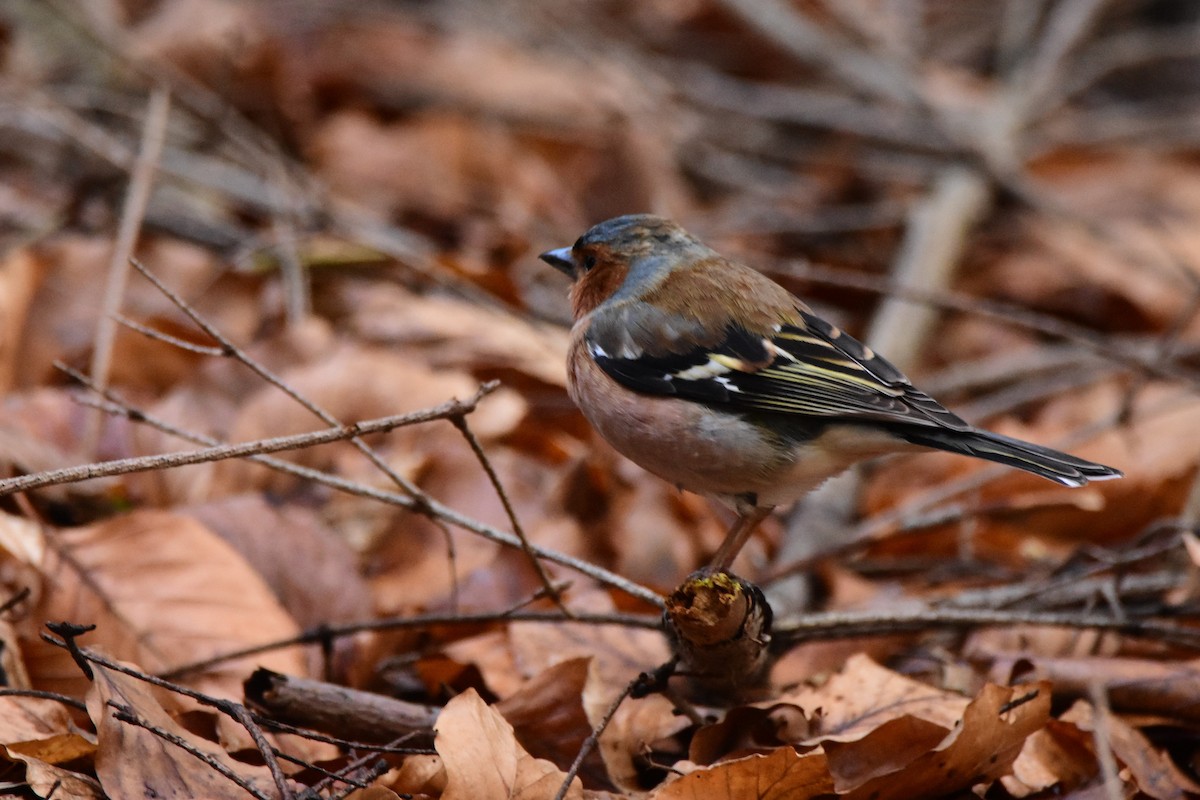 Common Chaffinch - Michał Kica