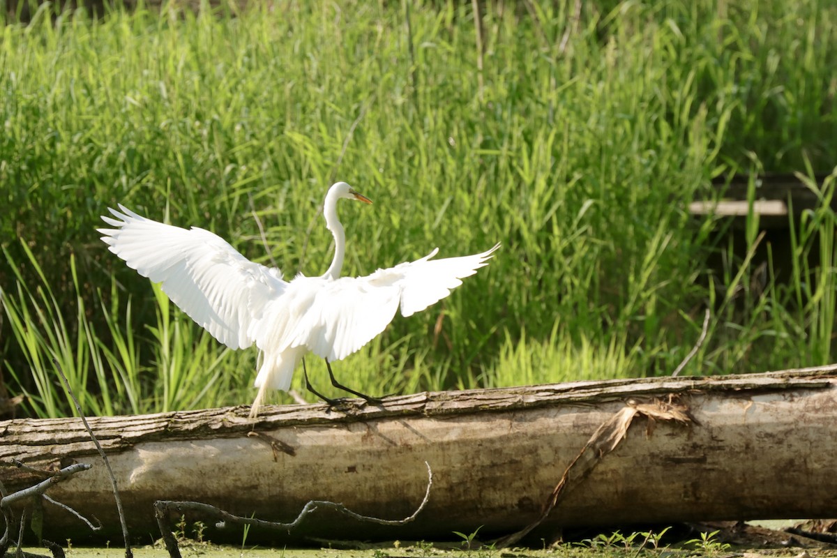 Great Egret - Fred Grenier