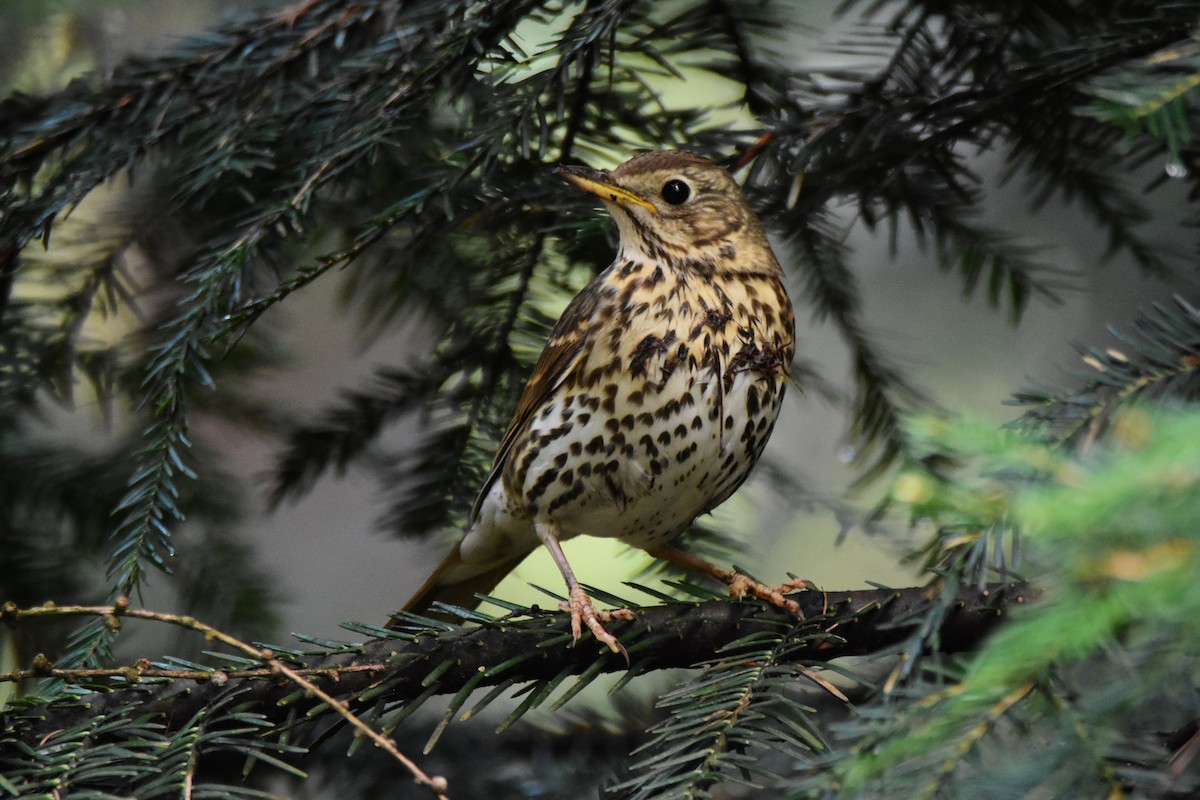 Song Thrush - Michał Kica