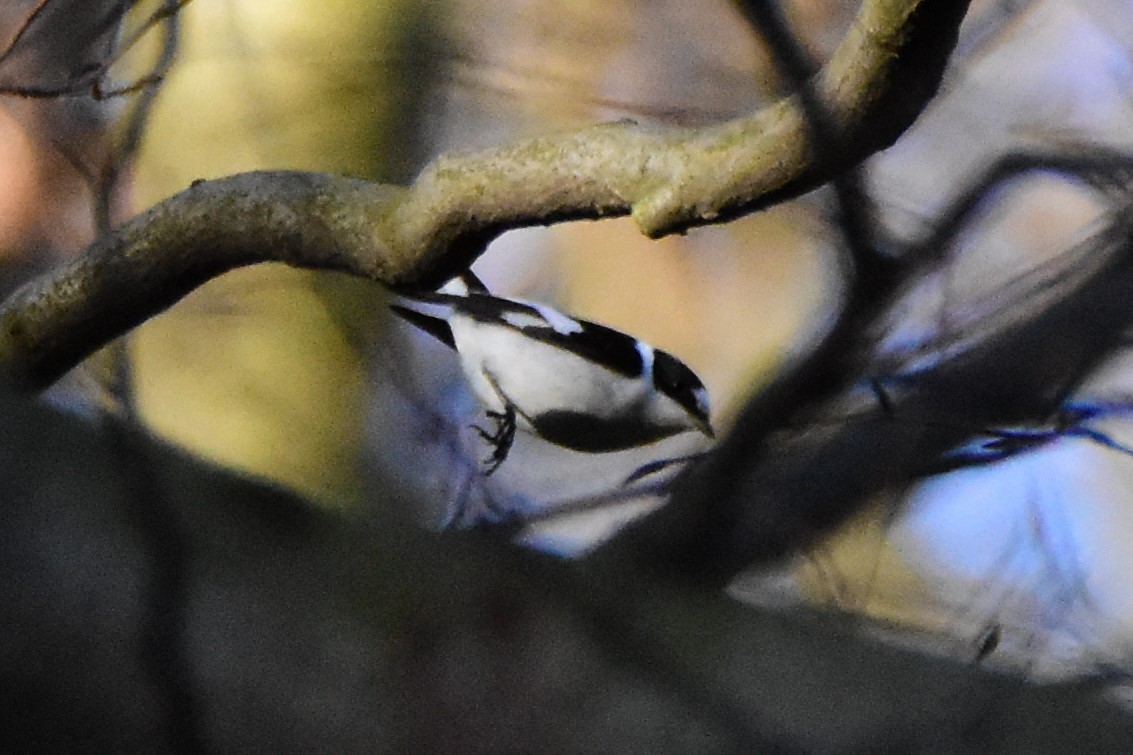 Collared Flycatcher - Michał Kica