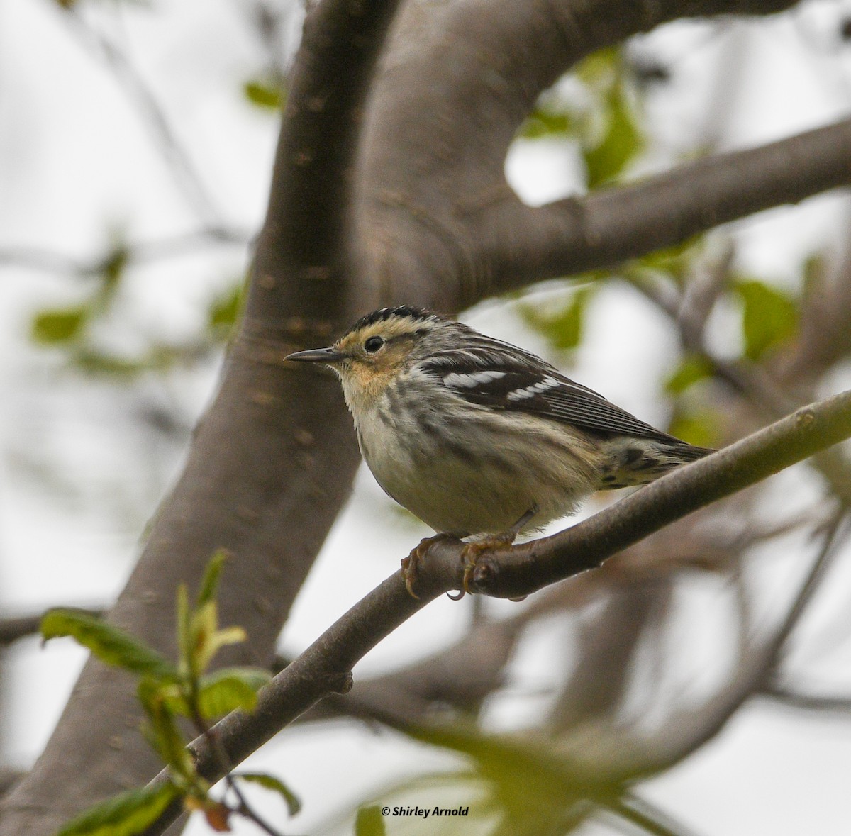 Black-and-white Warbler - Shirl Arnold