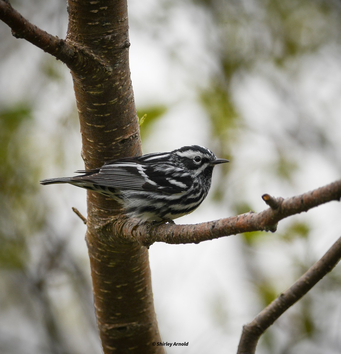 Black-and-white Warbler - Shirl Arnold