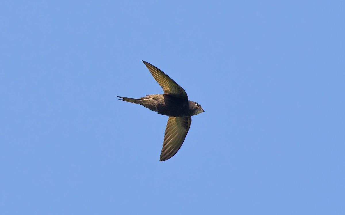 Common Swift - Peter Kennerley