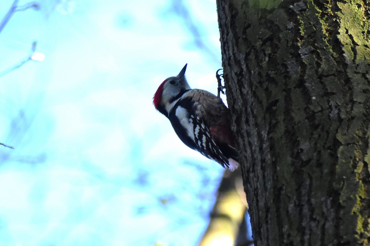 Middle Spotted Woodpecker - Michał Kica