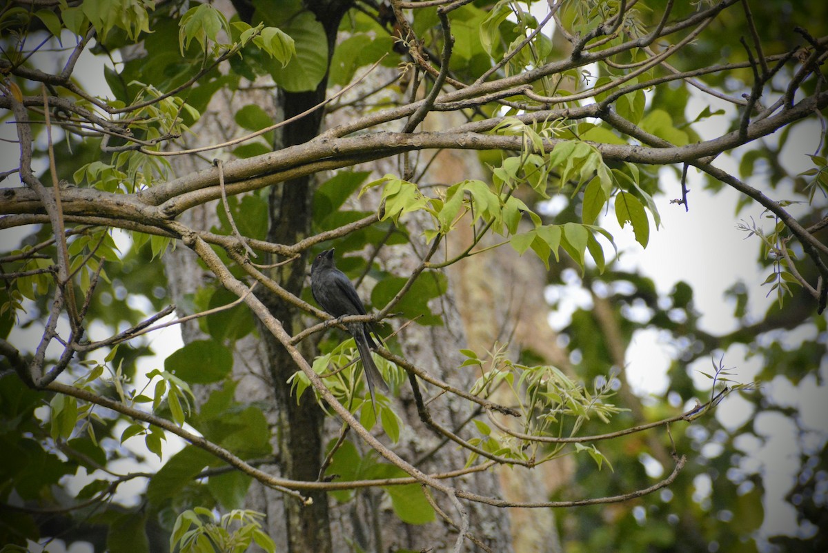 Black Drongo - Karthik Solanki