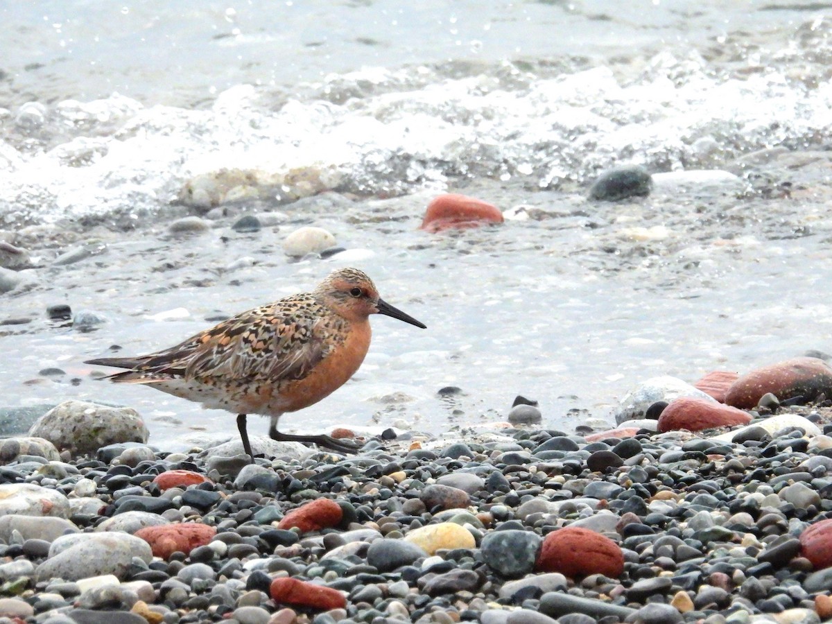 Red Knot - ML619618149