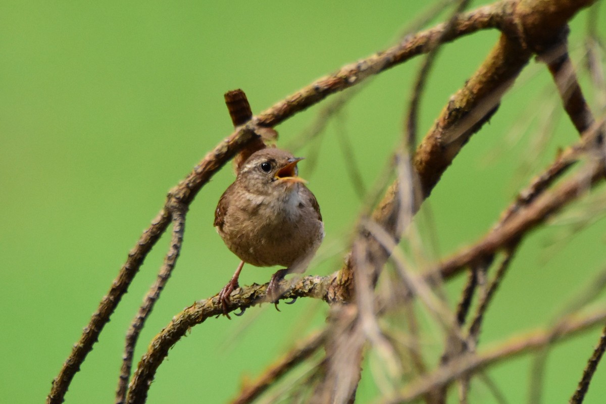 Eurasian Wren - Michał Kica