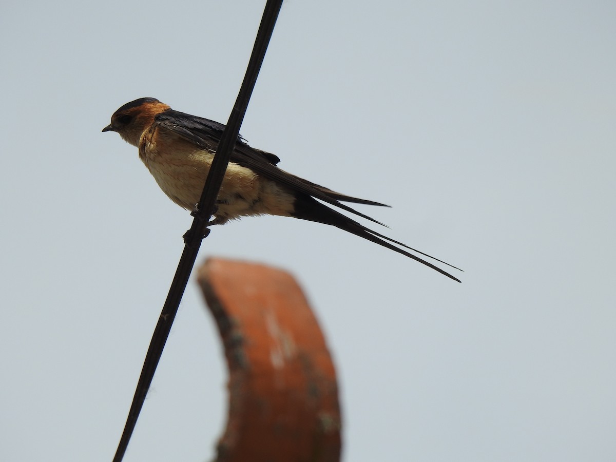 Red-rumped Swallow - Gary Losada