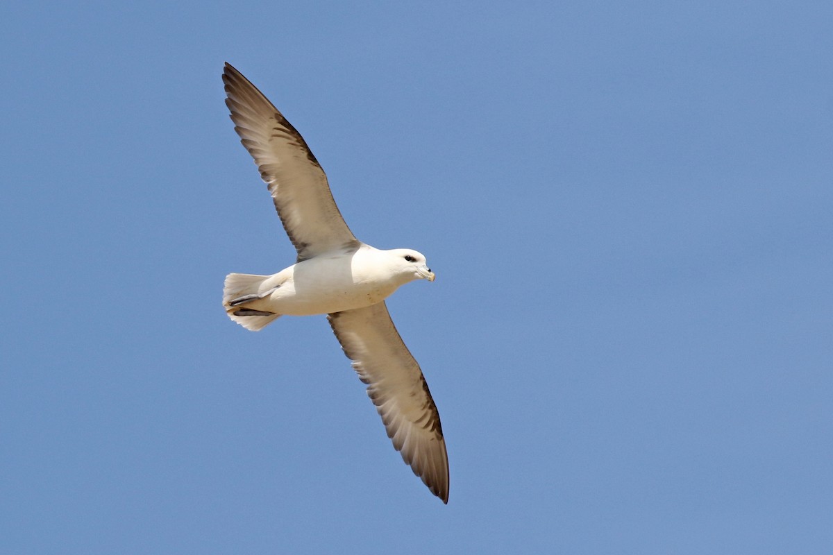 Northern Fulmar - Steven Whitebread