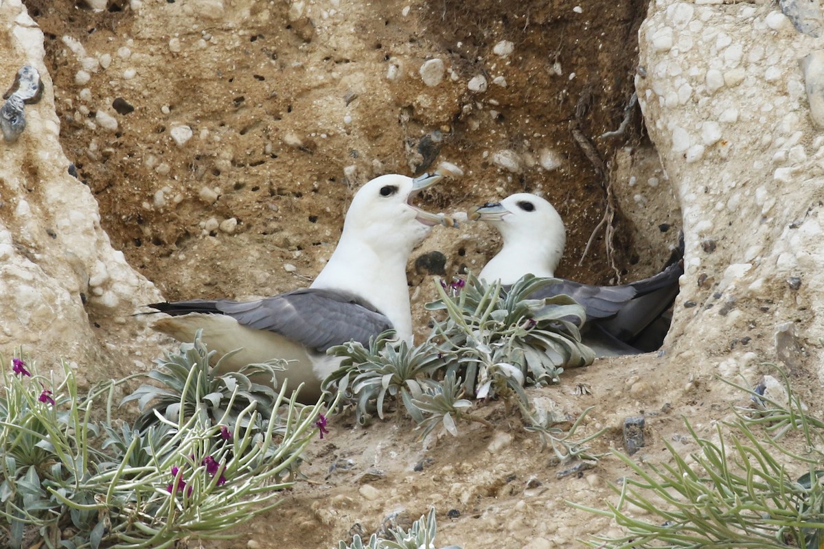 Northern Fulmar - Steven Whitebread