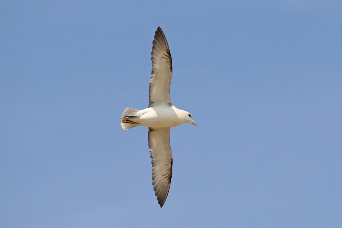 Northern Fulmar - Steven Whitebread