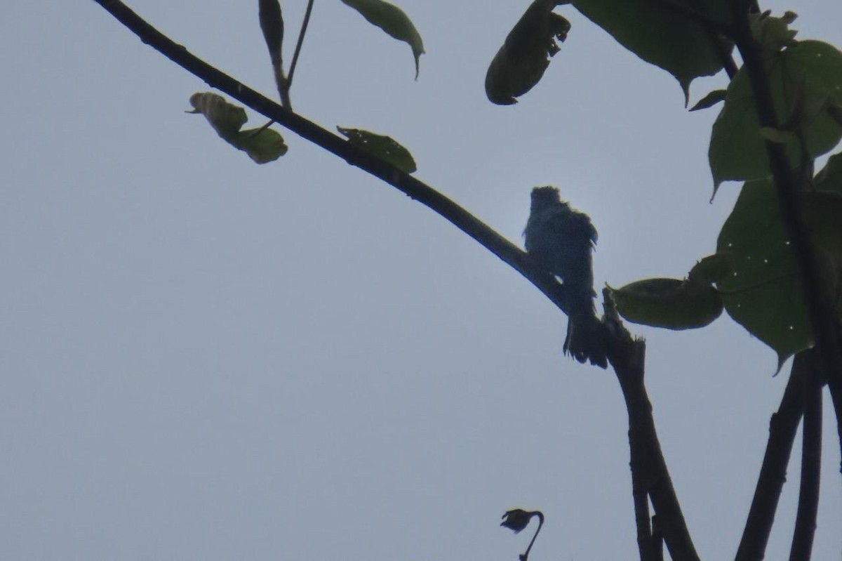 Square-tailed Drongo-Cuckoo - Akshita A Kumar