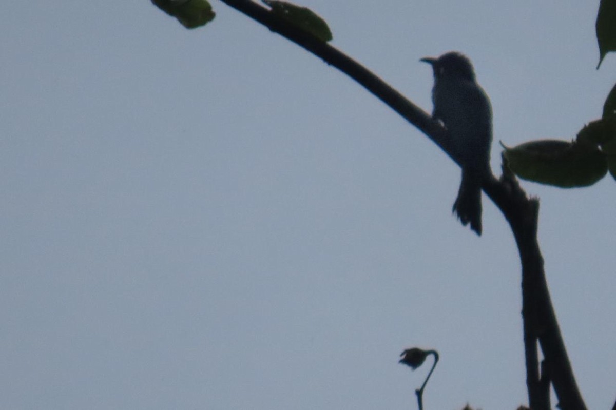 Square-tailed Drongo-Cuckoo - Akshita A Kumar