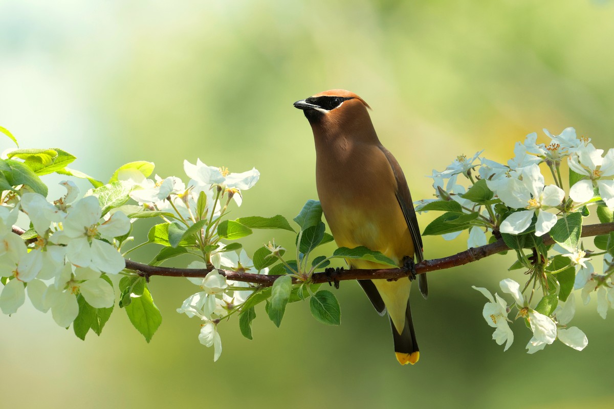 Cedar Waxwing - Maurice Raymond