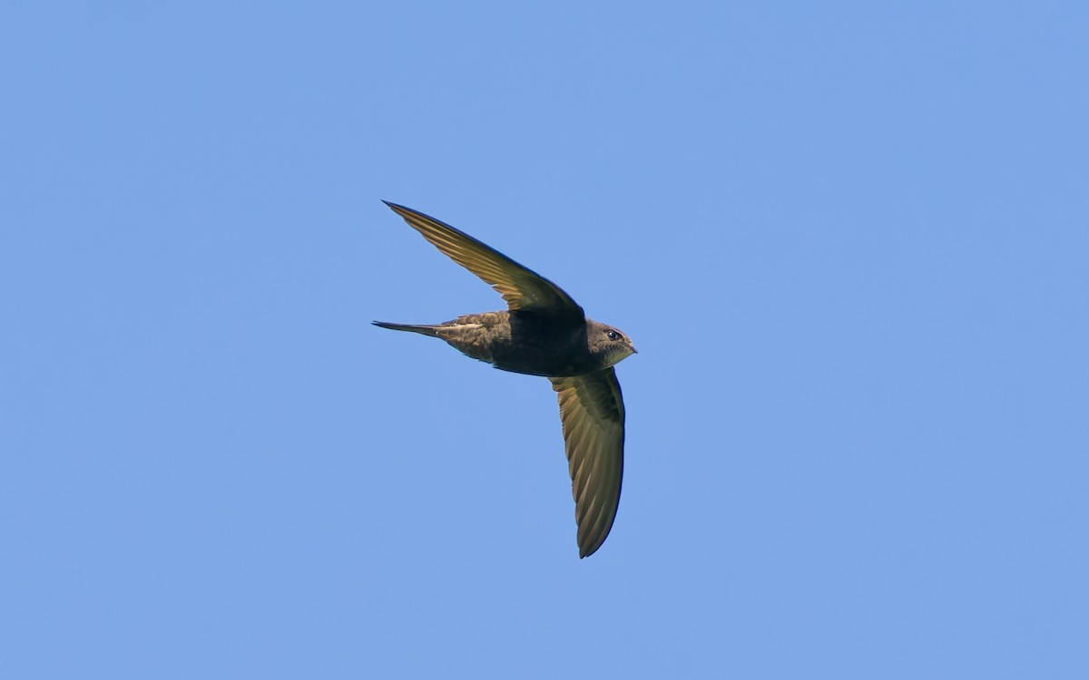 Common Swift - Peter Kennerley