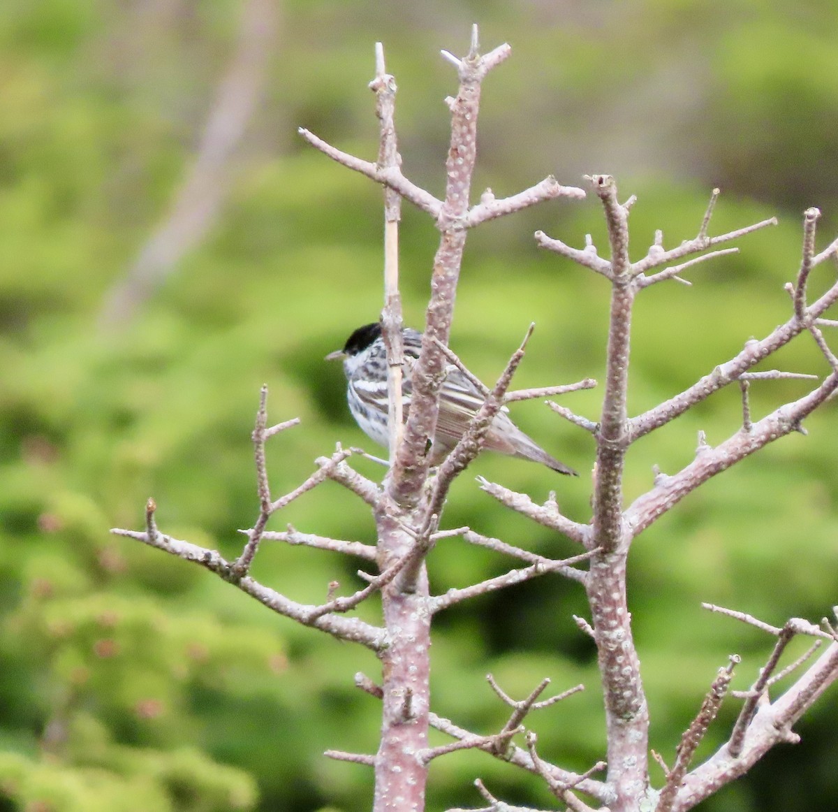 Blackpoll Warbler - ML619618189