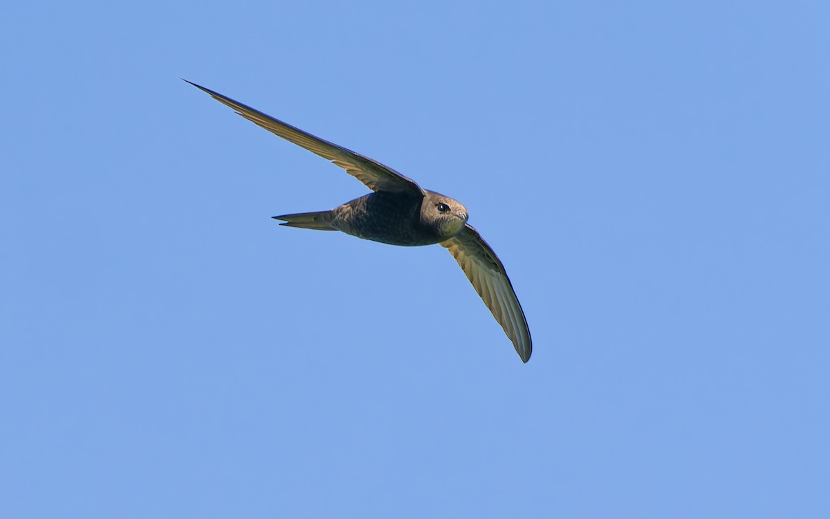 Common Swift - Peter Kennerley