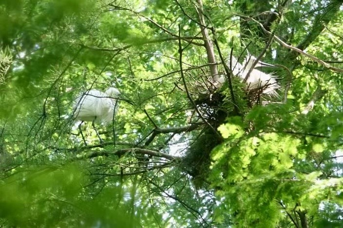 Little Egret - Penny Wang