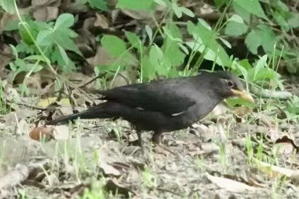 Chinese Blackbird - Penny Wang