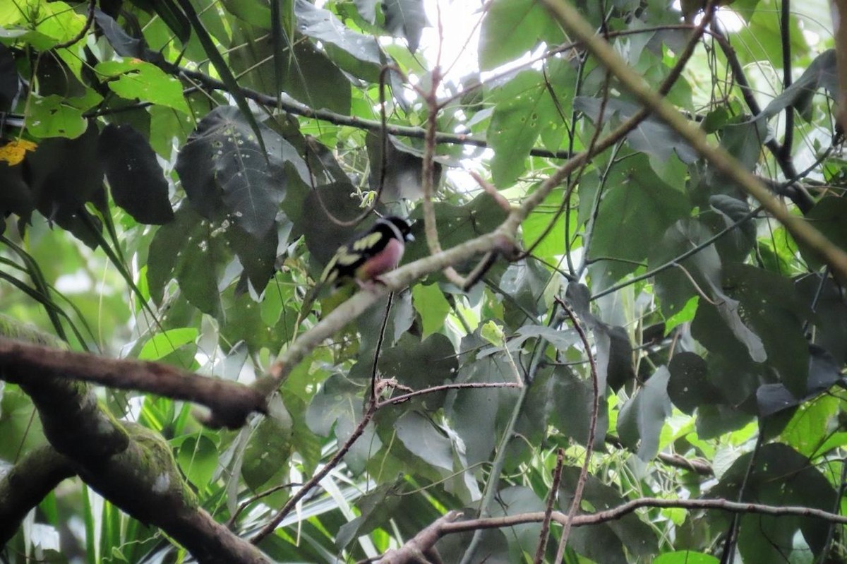 Black-and-yellow Broadbill - ML619618204