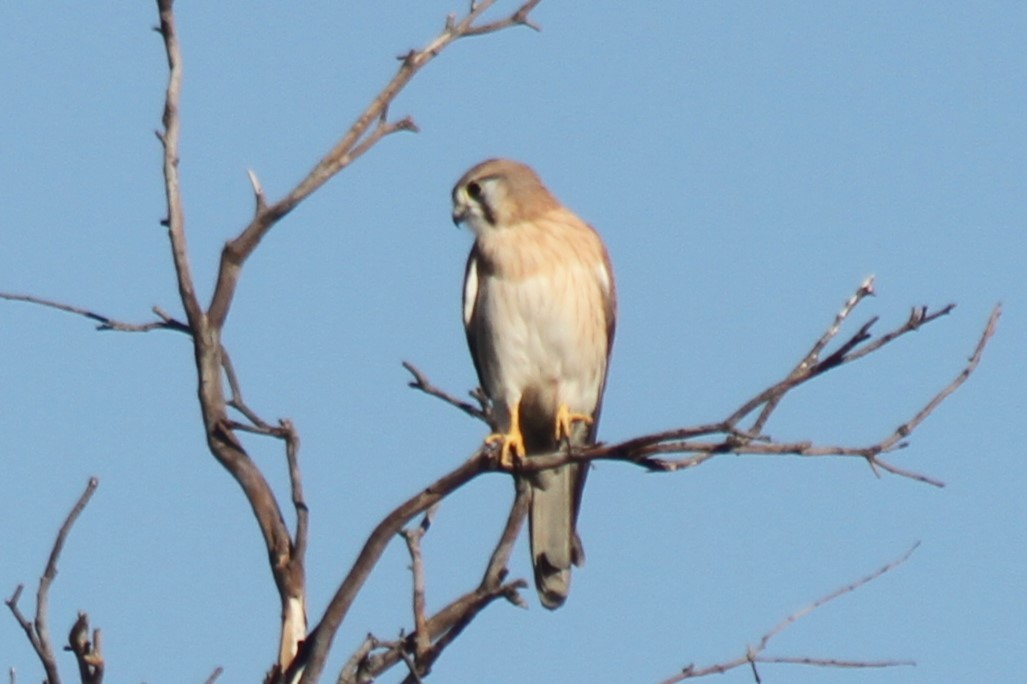 Nankeen Kestrel - NICOLINO DALFONSO