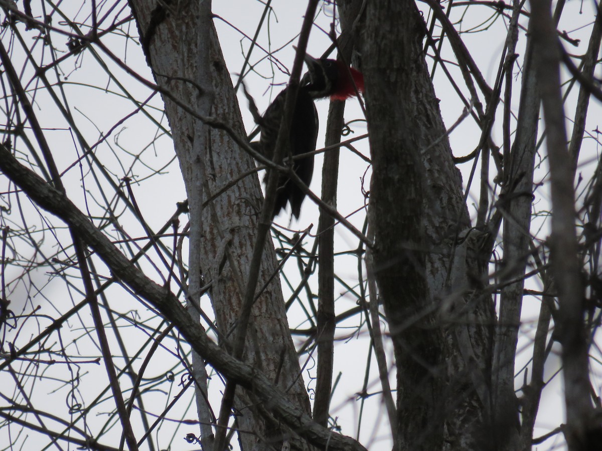 Lineated Woodpecker - Sam Holcomb