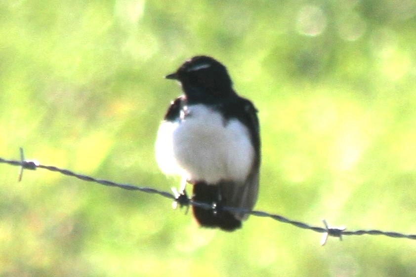 Willie-wagtail - NICOLINO DALFONSO