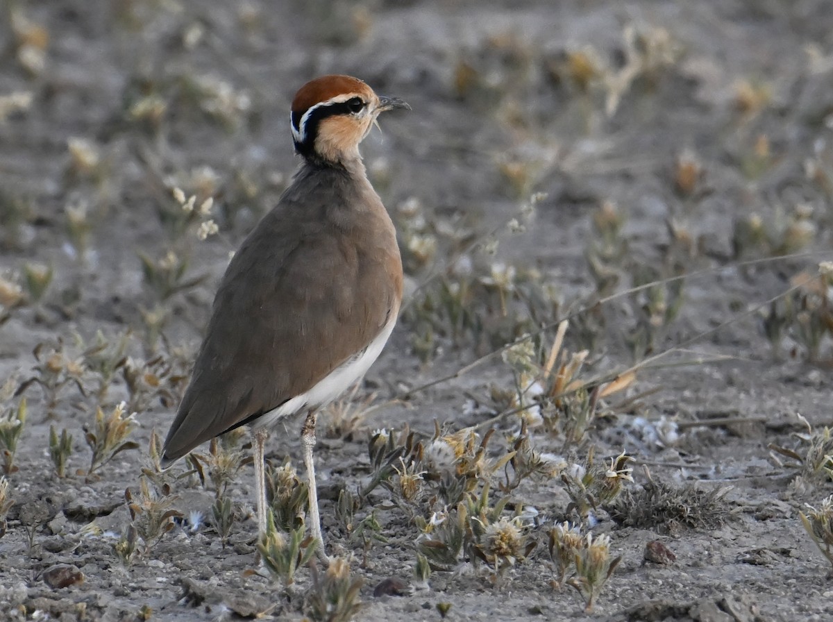 Temminck's Courser - ML619618229