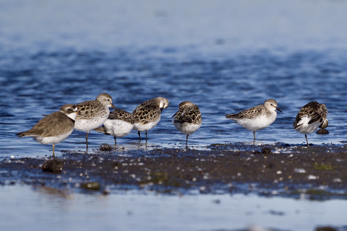 White-rumped Sandpiper - Kevin Hatcher