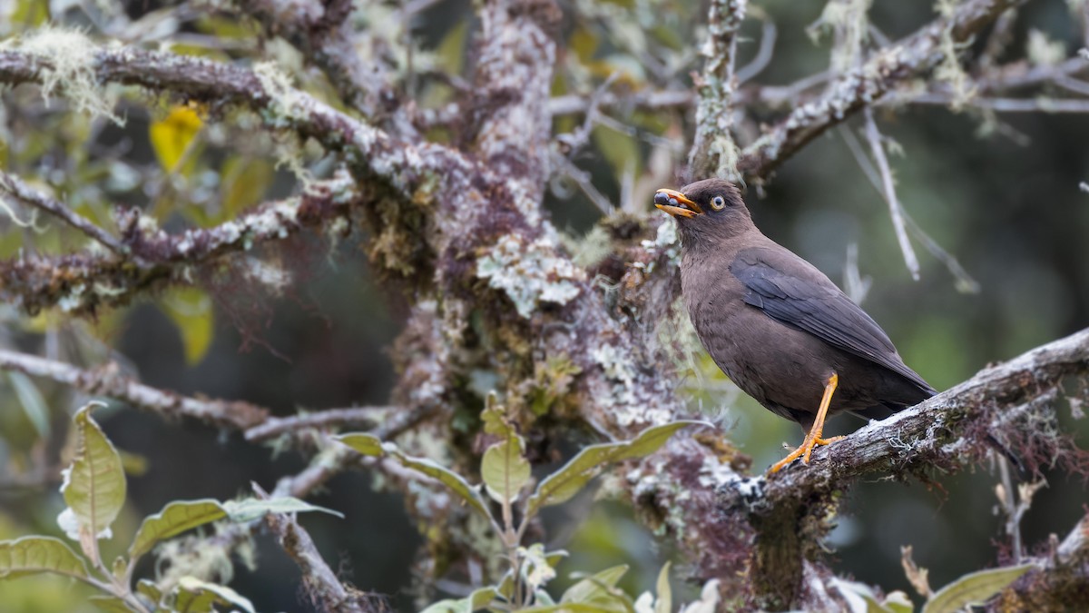 Sooty Thrush - John Andersen